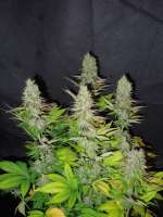 Pheno Finder Seeds Grapefruit Diesel - photo made by cultivator420