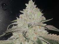 Picture from GrimsbyCannabisClub (Wedding Cake)