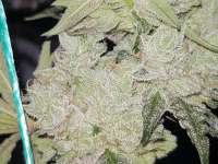 Picture from GrimsbyCannabisClub (Wedding Cake)