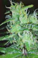 Picture from RunWIthIt (White Widow Express)