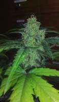 Picture from RunWIthIt (White Widow Express)