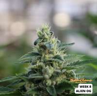Purple Caper Seeds Alien OG - photo made by SunClone