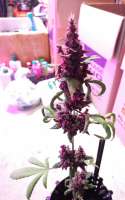 Pyramid Seeds Auto Purple - photo made by ThunderDownUnder