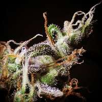 Picture from RKIEMSeeds (Icer)