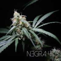 Picture from RKIEMSeeds (Negra 44)