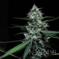 Picture from RKIEMSeeds (Negra 44)