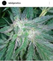 Rabid Genetics Riley Kush - photo made by Therabiddabber