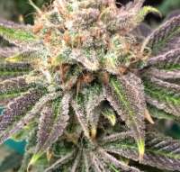 Picture from RedBeeSeeds (Grape Gazoo)