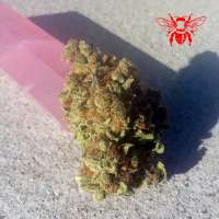 Red Bee Seeds Space Ghost - photo made by RedBeeSeeds