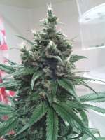 Picture from hydroponicsguy (Kandy Kush)