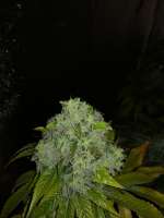 Picture from Gangio (Kandy Kush)