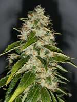 Picture from Aragrow (Kosher Kush)