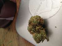 Picture from admin (Kosher Kush)