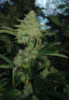 Picture from HVOB1a (Skywalker Kush)