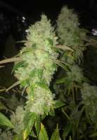 Picture from LemiAten (Skywalker Kush)