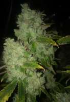 Picture from LemiAten (Skywalker Kush)