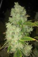 Picture from LemiAten (Skywalker Kush)