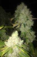 Picture from LemiAten (Skywalker Kush)