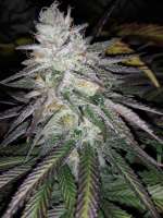 Picture from Raff1 (Skywalker Kush)