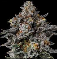Riot Seeds Holy Chocolate Dawg - photo made by triceratopsgardens