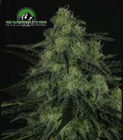 Ripper Seeds Black Valley - photo made by RSeeds