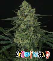 Picture from RSeeds (Criminal Plus)