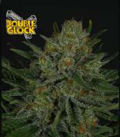 Ripper Seeds Double Glock - photo made by RSeeds