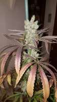 Picture from Goboafan (Zombie Kush)