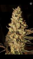 Picture from Mephisto66689 (Zombie Kush)