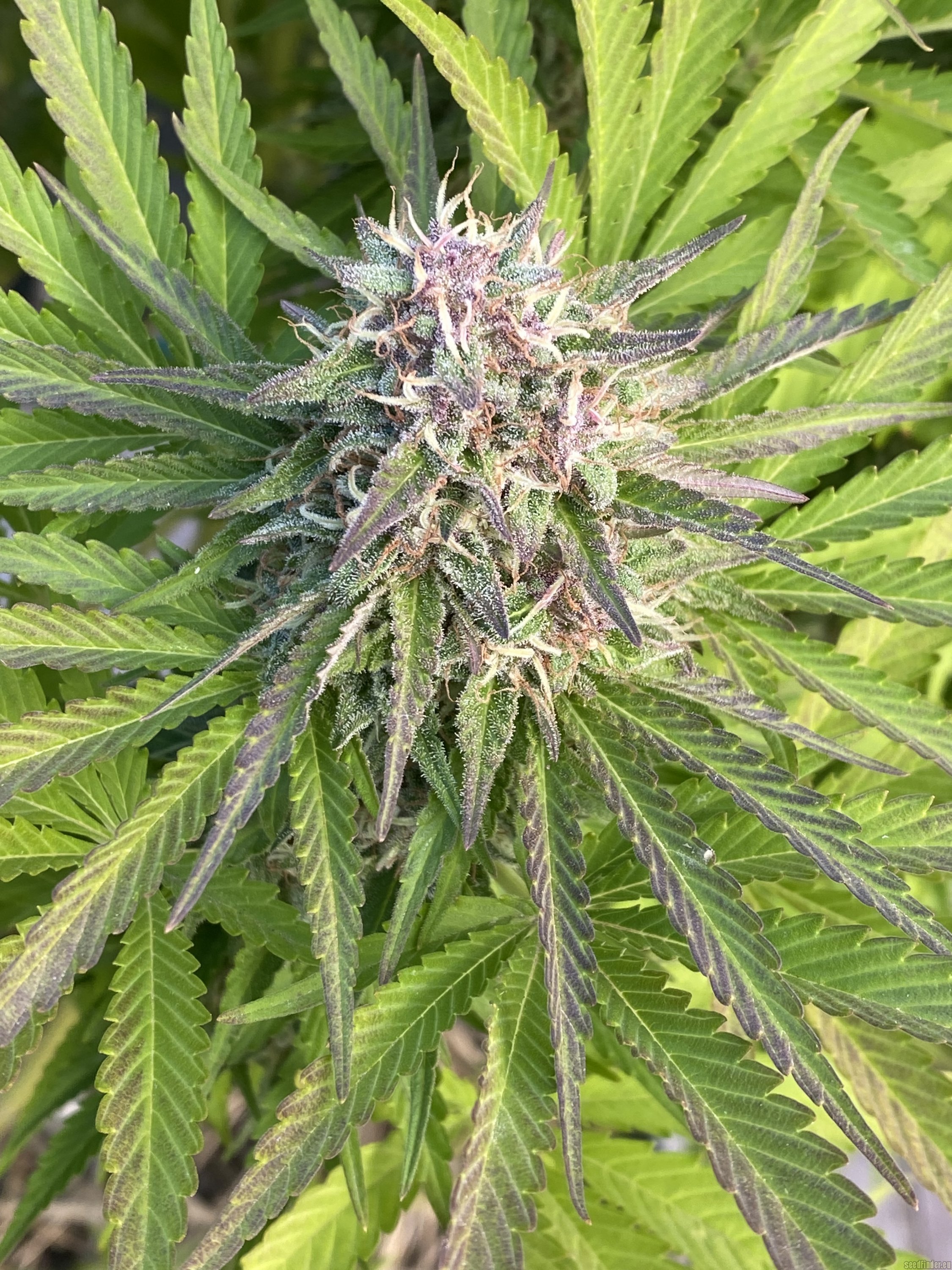Amnesia Haze (Royal Queen Seeds) :: Cannabis Strain Info