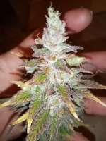 Royal Queen Seeds Blue Mistic - photo made by Winkystinky