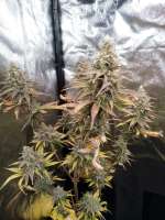 Royal Queen Seeds Blue Mistic - photo made by Winkystinky
