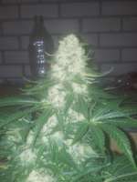 Picture from bubblekush2 (Bubble Kush)