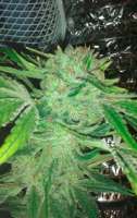 Royal Queen Seeds Medical Mass - photo made by wasgedn