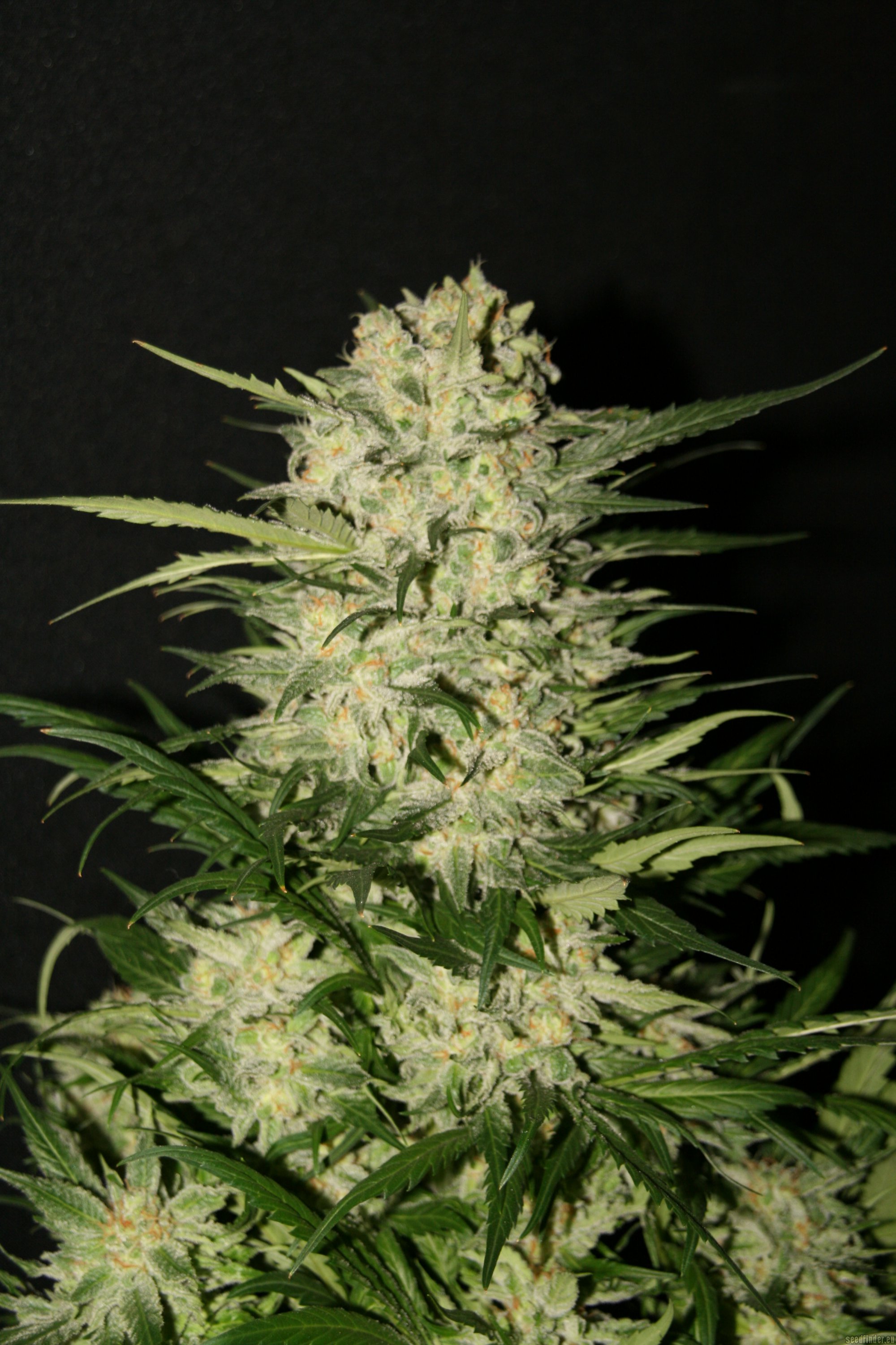 Suradam begynde hø Northern Light (Royal Queen Seeds) :: Cannabis Strain Info
