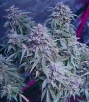 Royal Queen Seeds Northern Light Automatic - photo made by Herodotus