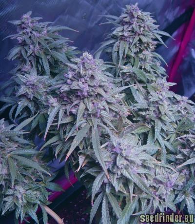 traagheid grind Helderheid Northern Light Automatic (Royal Queen Seeds) :: Cannabis Strain Info