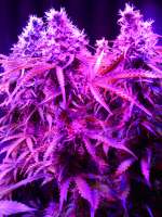 Picture from Hollaender (Northern Light Automatic)