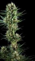 Picture from SativaFred (Power Flower)
