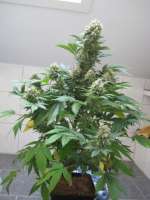 Picture from maex1 (Power Flower)