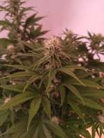 Picture from NoNameGrower (Power Flower)