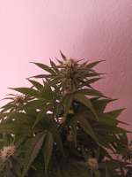 Picture from NoNameGrower (Power Flower)