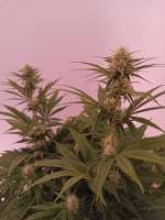 Royal Queen Seeds Power Flower - photo made by NoNameGrower