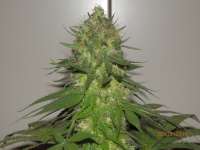Picture from djcgio (Power Flower)