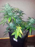 Royal Queen Seeds Royal AK Automatic - photo made by Cookiehunter619