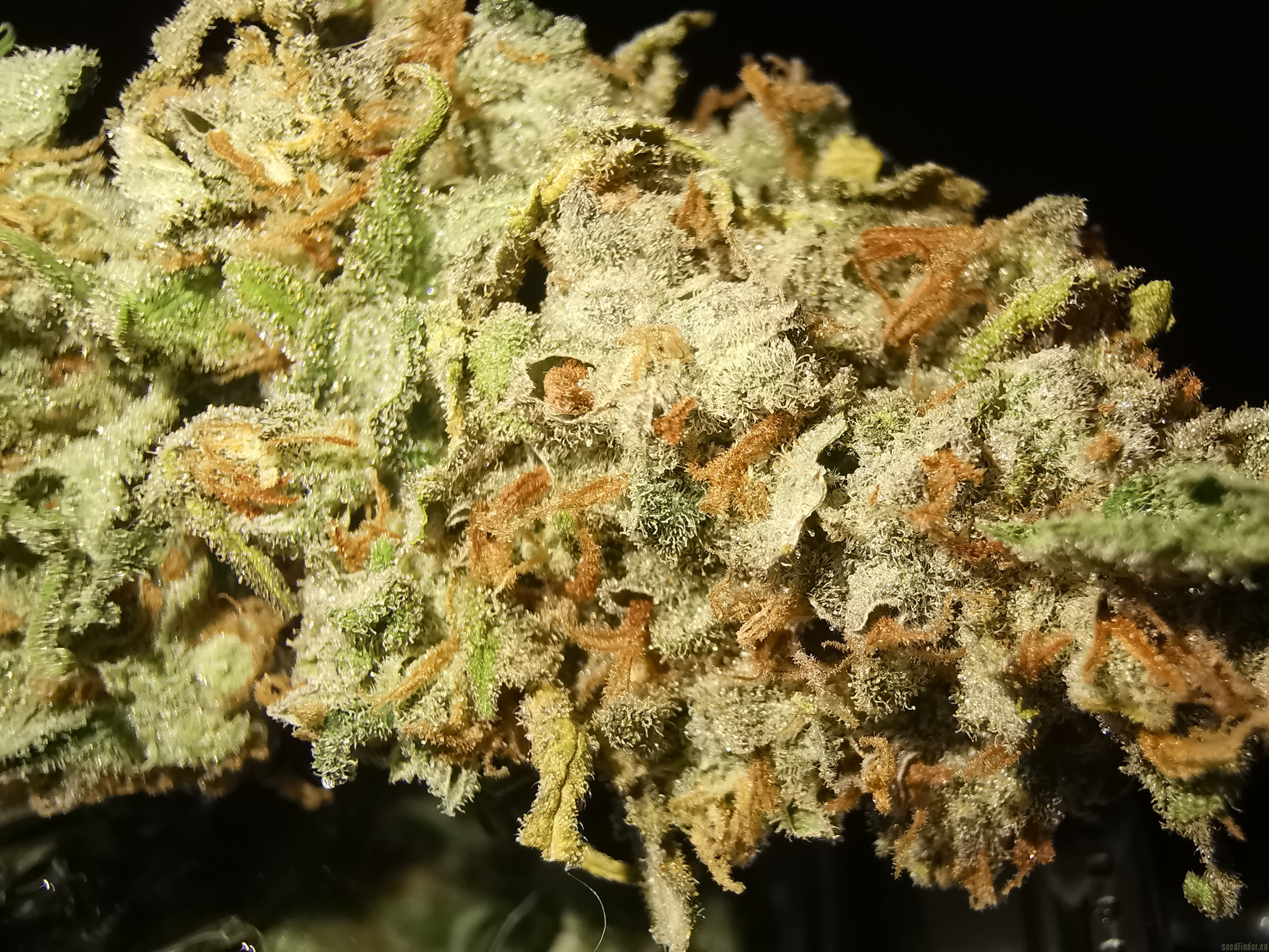 Royal Gorilla Glue Strain 🦍 Cannabis Seeds - Royal Queen Seeds USA