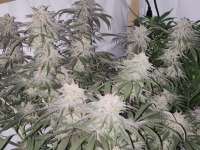 Picture from Bucs007 (Sour Diesel)