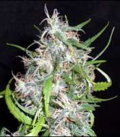 Picture from SativaFred (Special Kush Nr1)