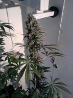 Picture from bighenni (Special Kush Nr1)