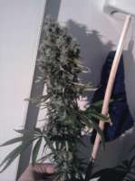 Picture from bighenni (Special Kush Nr1)